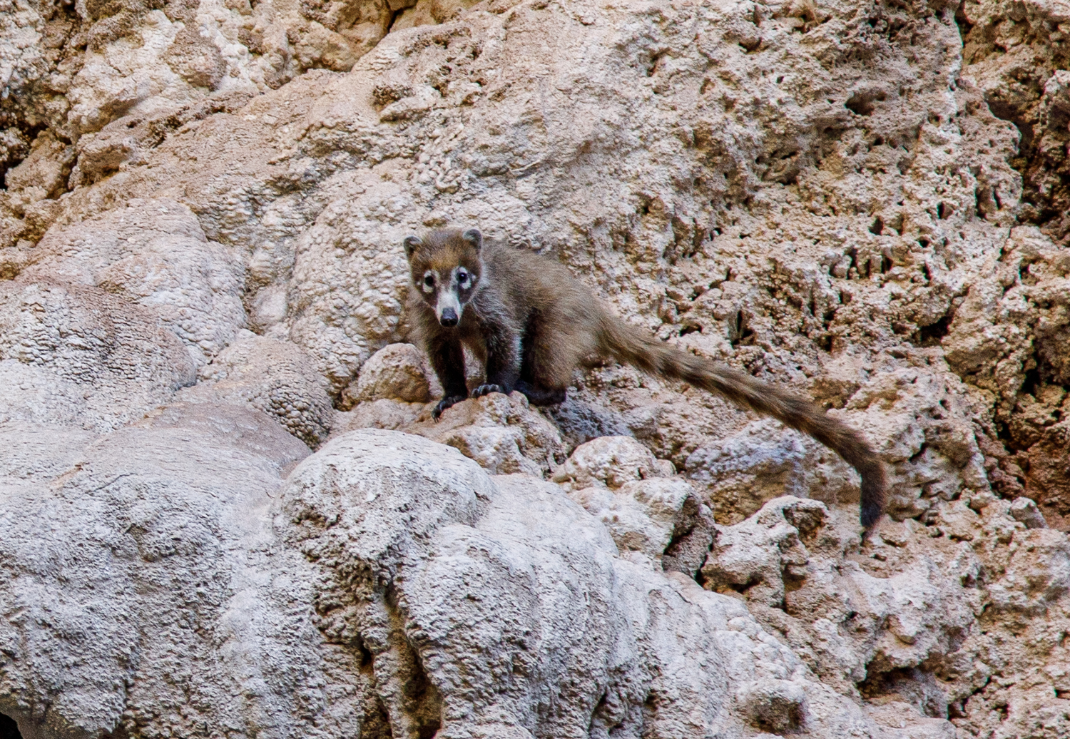 white-nosed coati (<i>Nasua narica</i>).